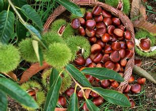 板栗冷庫保鮮貯藏方法、冷庫安裝冷庫設計